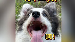 Raising dogs beyond Beijing's Fifth Ring Road? How urban is that!