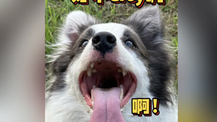 Mengurus anjing di luar Jalan Lingkar Lima Beijing, sungguh keren!