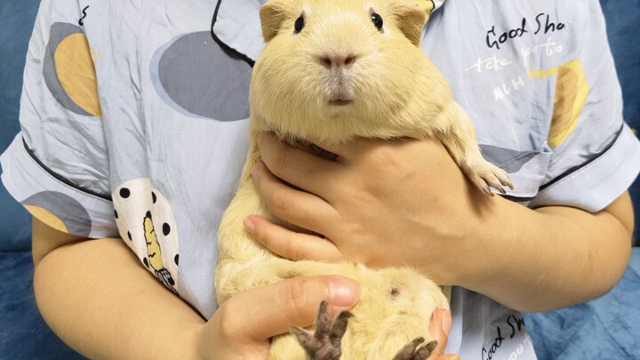 I wanted to kiss my guinea pig, but who knew…