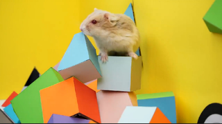 ภารกิจของหนูแฮมสเตอร์ EP 197