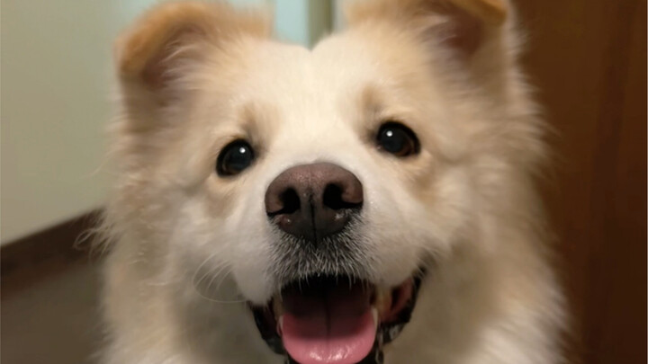 Pada akhirnya, Duo Duo benar-benar nggak tahan lagi.