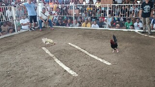 2 entry sa holutan first fight boston #win