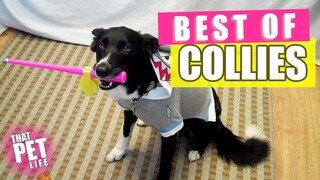 Best Border Collies of 2019 🐶 | Funny Pet Videos