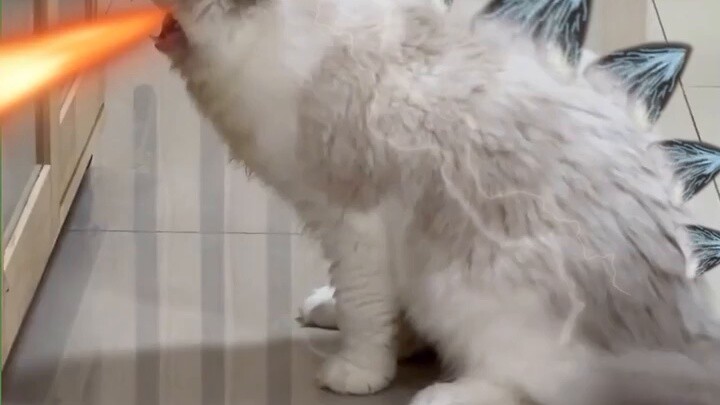 เหมียวซิลล่า