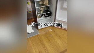 Ai thích khum ? Qua đây mèo cat