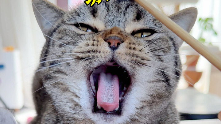 Kucing: Hahaha, cepat bilang terima kasih sama aku...