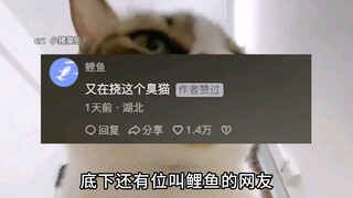 Lại cào con mèo thối này nữa rồi! Mấy ông làm video siêu đỉnh kia, không còn gì để đăng nữa sao?! Ha