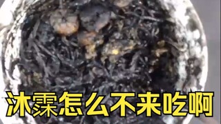 为了逃避梨安的黑暗料理，沐霂是想尽了办法啊😣