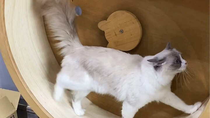 We really don’t have civet coffee at my place.