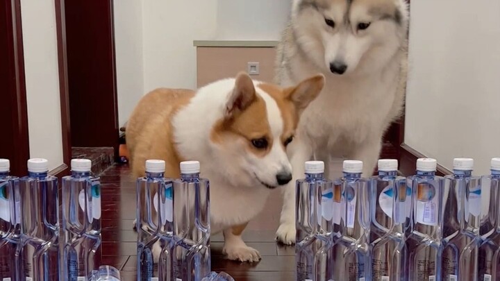 Challenge: Trapping a dog with a water bottle. How will the Corgi and Husky react?