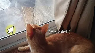 My cats talking and saying (ekekekkekk) to the birds!