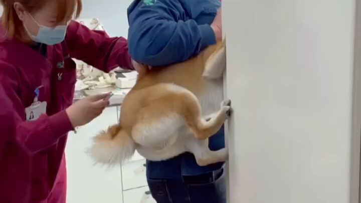 【Shiba Inu】Shiba Inu Disuntik! Pasti Nengok ke Belakang! Efeknya Gila Banget! Identifikasi Shiba Inu