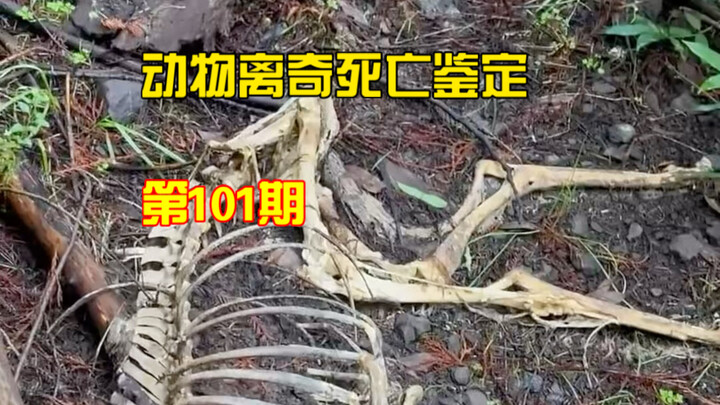 Animal Mysterious Death Identification, Episode 101