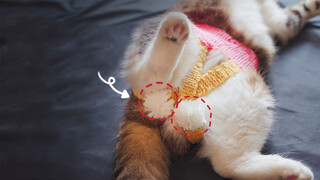 Hilarious! Husband Knitted Underpants for Our Cat!