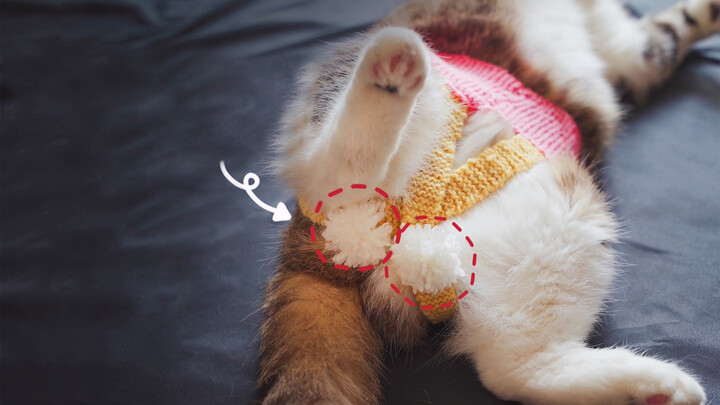 Hilarious! Husband Knitted Underpants for Our Cat!