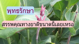 พุทธรักษาสรรพคุณทางยาเยอะจริงๆรักษาโรคตับอักเสบ รักษาแผลฝีหนองฯลฯ/โดยฮอยไทยอีสาน