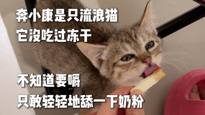 Kucing liar nggak tahu apa itu makanan kering beku, yang dia tahu cuma punya mamah sekarang.