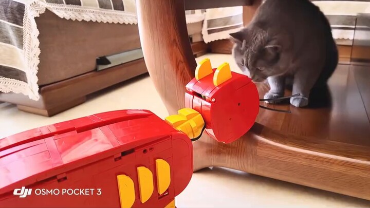 Tom and Jerry has become a reality, but this Tom is too fat
