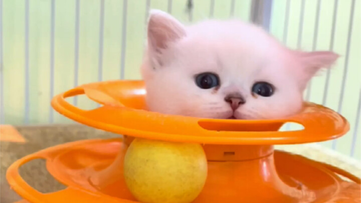 ไปที่ฟาร์มแมวแบบครอบครัวเพื่อรับลูกแมวซิลเวอร์แชโดว์หนึ่งครอก แล้วก็ถูกเจ้าตัวเล็กน่ารักตัวหนึ่งทำให