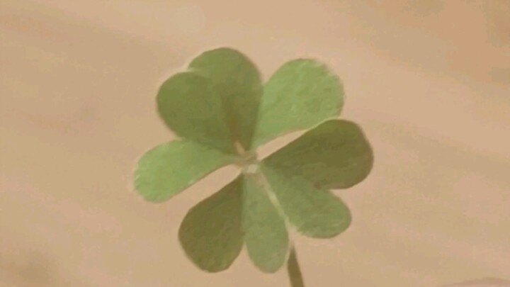 This is a video that attracts European luck and brings good fortune. I’ve found a four-leaf clover—s