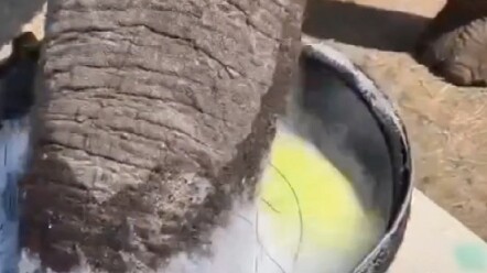 Grandpa entrusted the baby elephant to his grandson, but now it’s the young man who’s become the ele