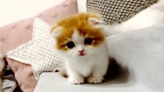 แก๊งเบบี้