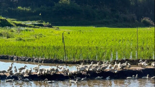Tôi đã bắt được một đàn vịt con mới và huấn luyện chúng để chúng có thể làm việc trở lại.