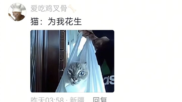 Hilarious… You’re about to turn this cat into a major villain 🐱: Does it *have* to take this sharp t