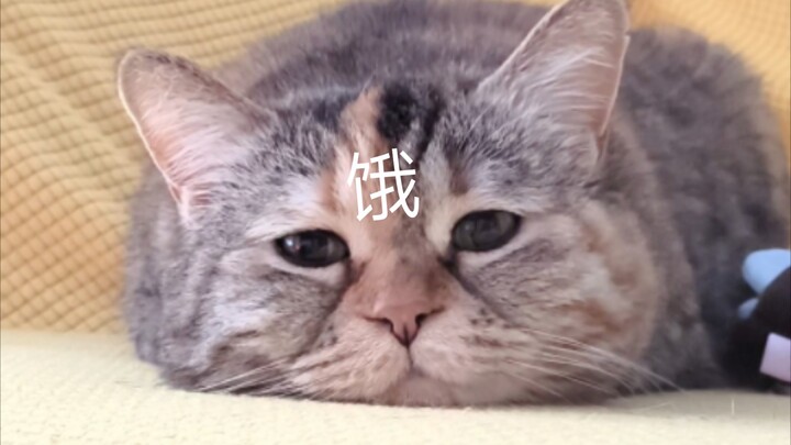 麻麻，我脸上长字了