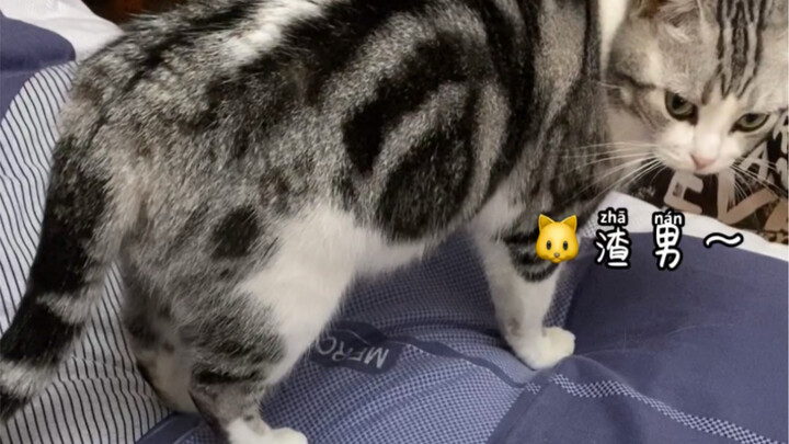 Selamat Hari Kasih Sayang～ Kucing manja yang sangat dekat dengan ibunya sampai-sampai rela meninggal