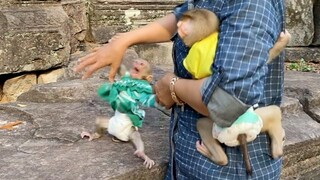 Baby Monkey Maya So Scare When Grandma Trying To Pull Him Out From Her