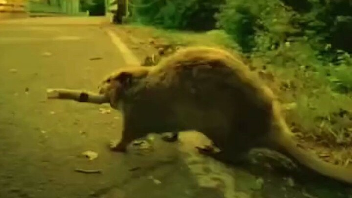 รักษาชีวิต ปกป้องความงดงาม #ทุกสิ่งล้วนมีจิตวิญญาณ