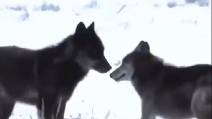 Serigala jantan: Sayang, aku sudah pulang! Aduh, kepleset! Siapa yang bisa nolak ciuman mesra?