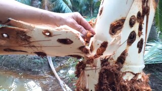 Phát Hiện Một Đống Con Này Nhút Nhích Bò Ra  Từ Trong Thân Cây | TKQ T356