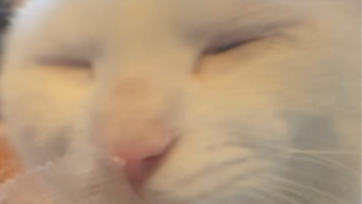 Sao nam sụp nhà rồi, hiện trường hút mèo bạc hà quy mô lớn