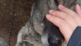 Tried to hold the dog's mouth shut and got bitten by the dog