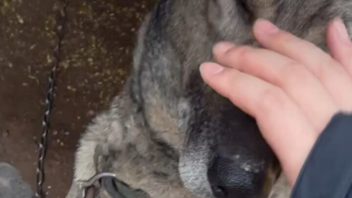 حاولت الإمساك بفم الكلب، فضربني الكلب.