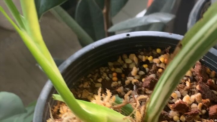 อัลโบ้น้อย ด่างมั้ยนะ