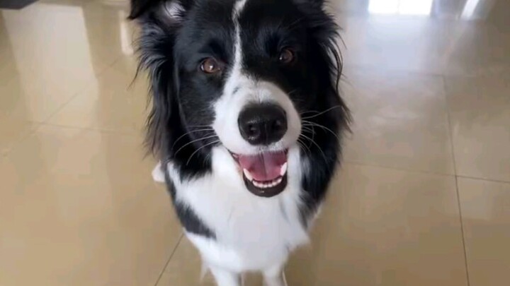 The pup still remembers the little trick it learned when it was two months old.