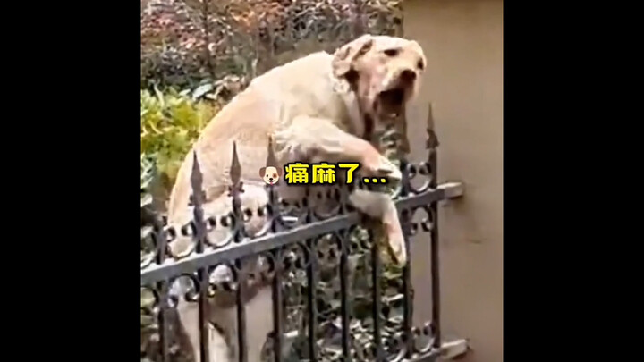 “Foolish Dog’s Awful Moments”