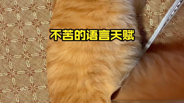 โอ้พระเจ้า แมวตัวนี้พูดได้จริงๆ