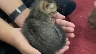 Ukurannya begitu kecil, sampai menganggap tanganku sebagai sarang kucing