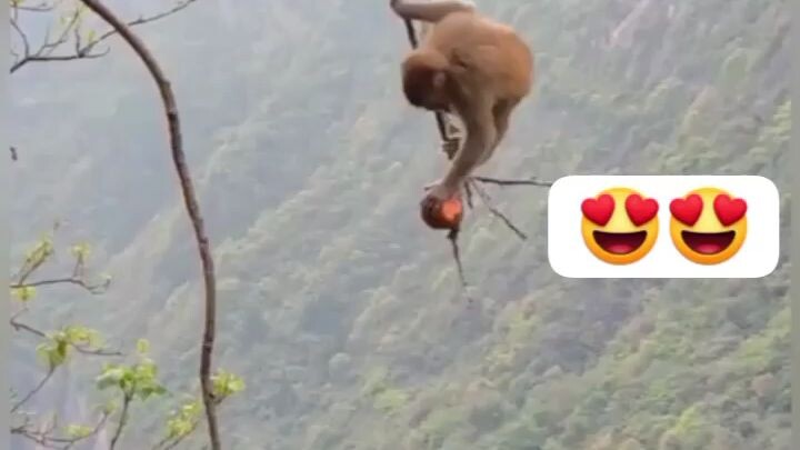 monkey climbing