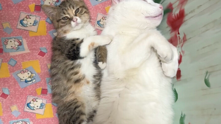 Chú mèo con học mà ra dáng lắm!