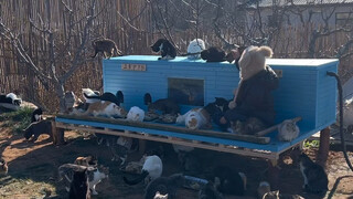 Winter is coming, and we are setting up another line of defense to protect the lives of stray cats.