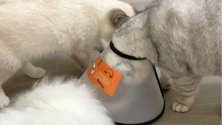 Không ngờ mũ trùm đầu mèo còn có thể dùng theo cách này!