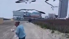 SEAGLES ATTACKING A HUMAN #shorts #fail #animals #funnyvideos #comedy #failcompilation #funnyfails