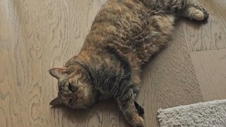 Đùng một cái dậy thất bại thảm hại!