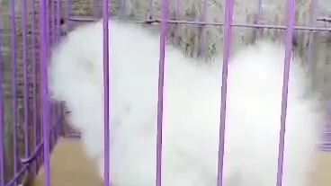 anak anjing gemoy🥰🥰