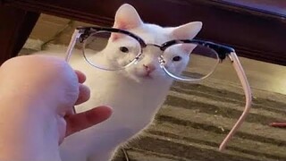 Best Funny Animal Videos Of The 2023 🤣 - Funniest Cats And Dogs Videos 😺😍